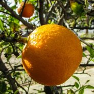 Le jardin fruitier d’Andros aux Tuileries