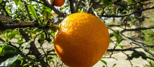 Le jardin fruitier d’Andros aux Tuileries