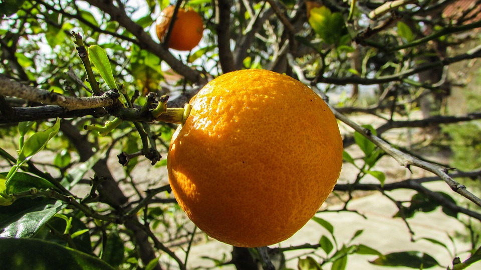 Une orange dans un jardin